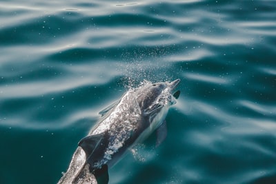 Dolphins swim in the sea
